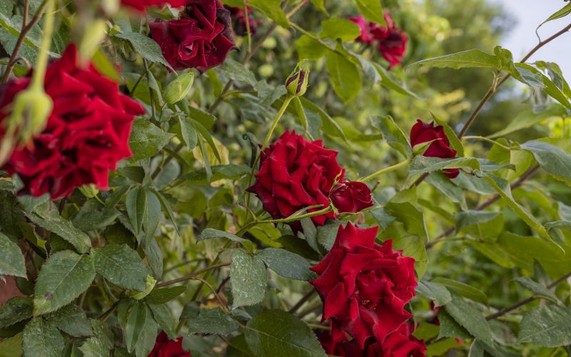 Alojamiento Casa Rural en San Agustín - Teruel